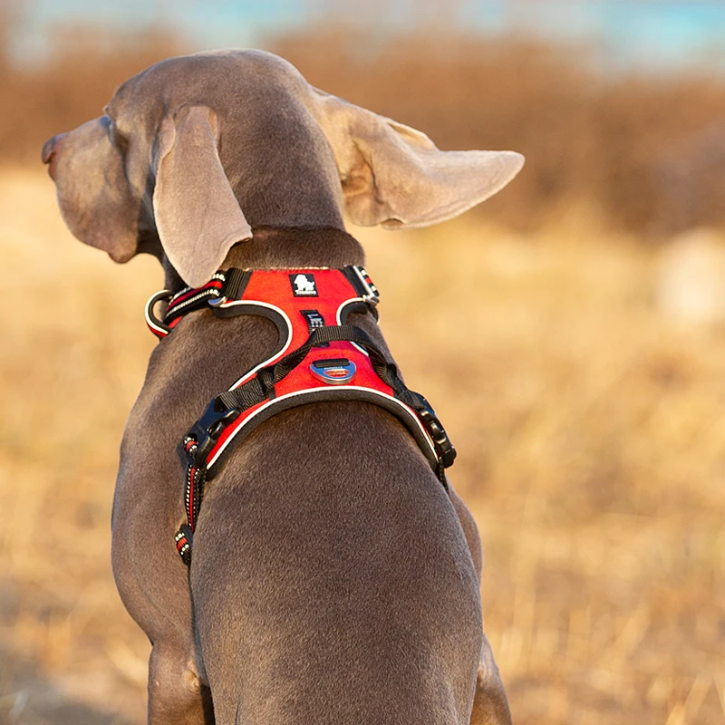 Truelove Pet Yansıtıcı Naylon  - Running Gear Dog incelemesi ve fiyatı